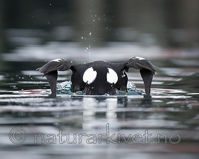 BB 13 0569 / Somateria spectabilis / Praktærfugl